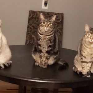 Meet your Posher, Allison